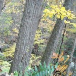 Cascades-Virginia-Tech (16)
