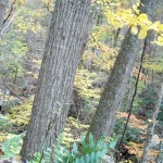 Cascades-Virginia-Tech (17)