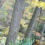 Cascades-Virginia-Tech (18)