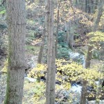 Cascades-Virginia-Tech (19)